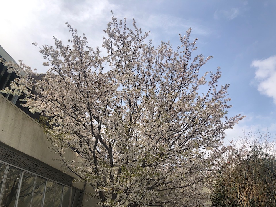 香恋の館 桜